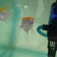 فروش انجل مولد