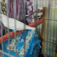 فنچ|پرنده|قزوین, |دیوار