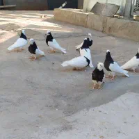 طوقی کبوتر|پرنده|قزوین, |دیوار