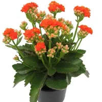 فروش کاه امسال