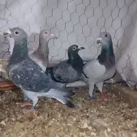 حیوون پرشی قلدر