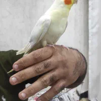 جفت عروس هلندی به شرط مولد