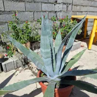 گل و گیاه|گل و گیاه طبیعی|نوشهر, |دیوار