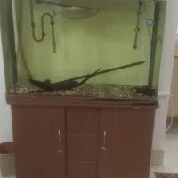 اکواریوم|ماهی|شاهرود, |دیوار