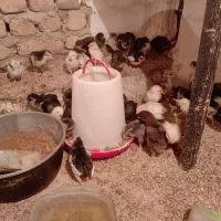 جوجه و مرغ و خروس