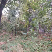 باغچه نقلی ۲۵۰ متری داخل شهرگلمکان|فروش خانه و ویلا|گلمکان, |دیوار