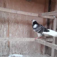 کبوتر پرشی