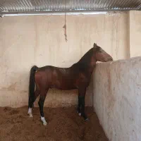 کره نریون۳سال|اسب و تجهیزات اسبسواری|خمینیشهر, |دیوار