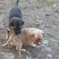 واگذاری توله سگ|سگ|آستانه اشرفیه, |دیوار