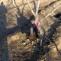 بوقلمون نر و ماده