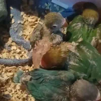 جفت مولد عروس هلندی و طوطی برزیلی|پرنده|باقرشهر, |دیوار