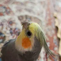 یک تومان مژدگانی