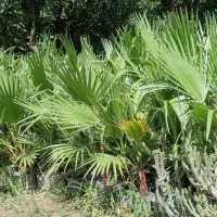 پالم بادبزنی(نخل واشنگتن)|گل و گیاه طبیعی|تهران,  امام زاده قاسم (نیاوران)|دیوار