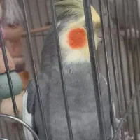 یک جفت عروس هلندی|پرنده|فردیس, فردیس|دیوار