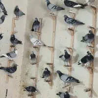 کفتر