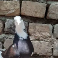 کفتر پرش سنگین