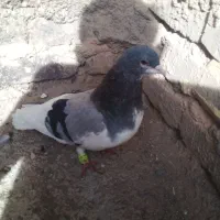 کبوتر|پرنده|اسفراین, |دیوار