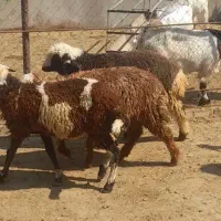 بره|حیوانات مزرعه|بهبهان, |دیوار