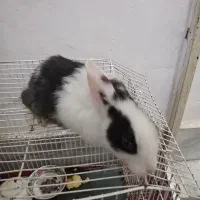 بچه خرگوش دوماهه|موش و خرگوش|گرگان, |دیوار