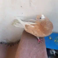 کفتر درجه یک نوک قناری و نوک ریز