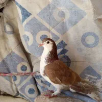 کفتر|پرنده|خوسف, |دیوار