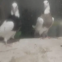 پرنده کبوتر