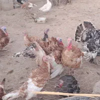 فروش بقلمون نر و ماده و تخم بقلمون نطفه دار