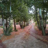 اجاره ۵ هکتار زمین جا یونجه در دولت آباد