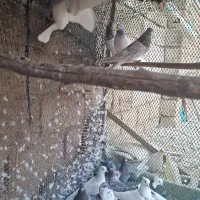 کبوتر|پرنده|هندیجان, |دیوار