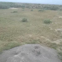 فروش زمین مخصوص دامداری|فروش زمین و ملک کلنگی|سیجوال, |دیوار