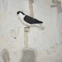 جفت چپ روتخم معاوضه|پرنده|کرمان, |دیوار