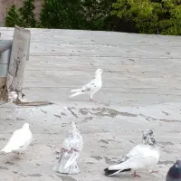 کبوتر خال کشمشی خال سرور