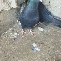 طوقی سیاه|پرنده|میاندوآب, |دیوار