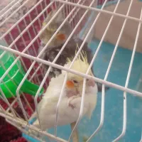 جوجه عروس نزدیک بالغ