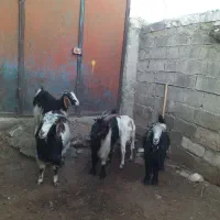 سه بزشیری داشتی