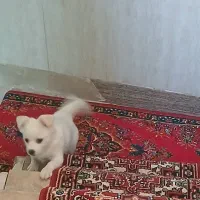 سگ خانگی|سگ|تبریز, |دیوار