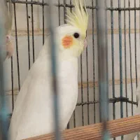 عروس هلندی مولد و سالم