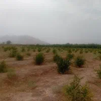 فروش یک قطعه زمین باغی با درخت با مجوز دیوار کشی|فروش دفتر صنعتی، کشاورزی، تجاری|شهرضا, |دیوار