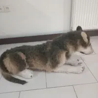 عروسک سگ نگهبان