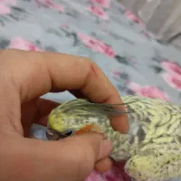 عروس هلندی