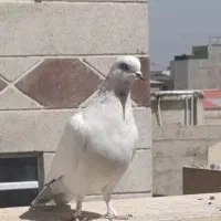 کفتر کبوتر پرنده