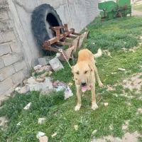 سگ سرابی