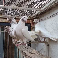 کبوتر پرشی اصیل