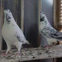 سوسکی نر|پرنده|اصفهان, منتظرالمهدی|دیوار