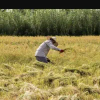 7200مزرعه-برنج-بیجار-در-رضوانشهر