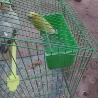 مرغ عشق نرمعاوضه باجفت کبوترنروماده