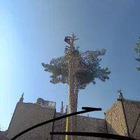 خرید انواع چوب چنارکاج توت..قطع درخت هرس و برش