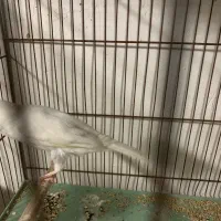 قناری ماده آماده آماده