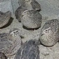 بلدرچین کانادایی بالغ|حیوانات مزرعه|کله گان, |دیوار