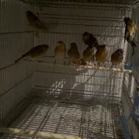 قناری اوپال|پرنده|اسلام‌شهر, شهرک قائمیه|دیوار